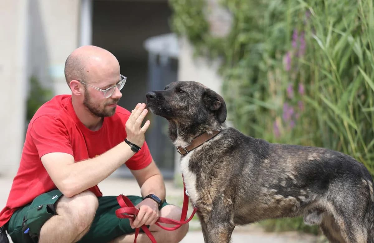 Kamal, male German Shepherd for adoption at Tierheim Berlin Falkenberg, Berlin