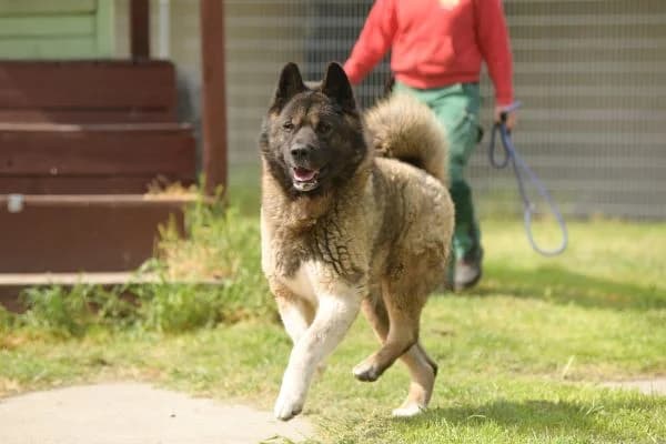 Hatschi, male 7yo Akita for adoption at Tierheim Berlin Falkenberg, Berlin