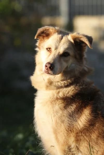 Maxi, female senior Golden Retriever for adoption at Tierheim Berlin Falkenberg, Berlin