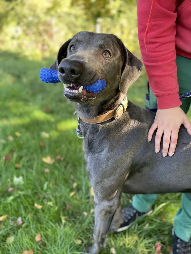 Marlo, male Weimaraner for adoption at Tierheim Berlin Falkenberg, Berlin