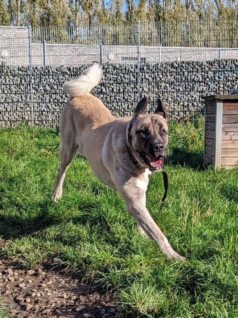 Bo, male 7yo mixed breed for adoption at Tierheim Berlin Falkenberg, Berlin