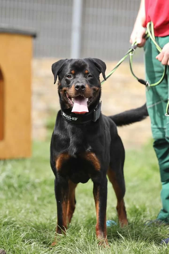 Fino, male 5yo Rottweiler for adoption at Tierheim Berlin Falkenberg, Berlin