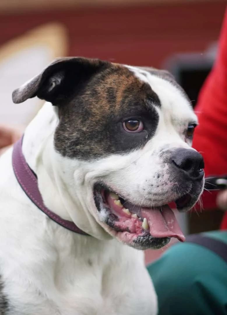 Masou, male English Bulldog for adoption at Tierheim Berlin Falkenberg, Berlin