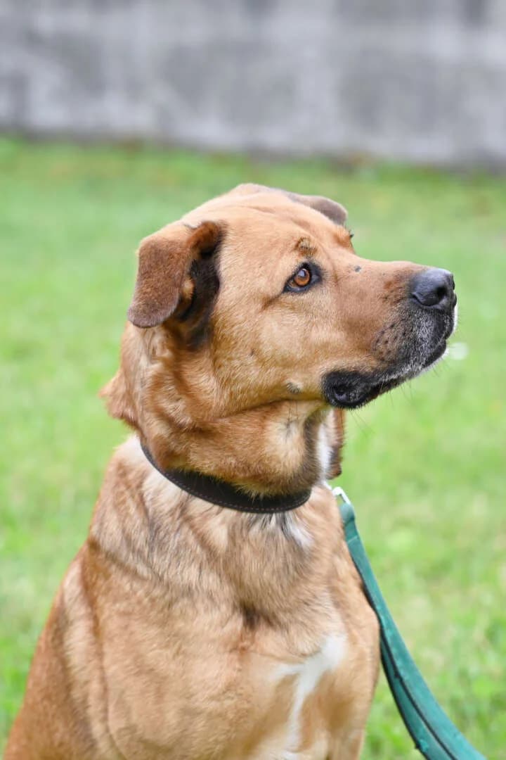 Klaus, male senior German Shepherd for adoption at Tierheim Berlin Falkenberg, Berlin