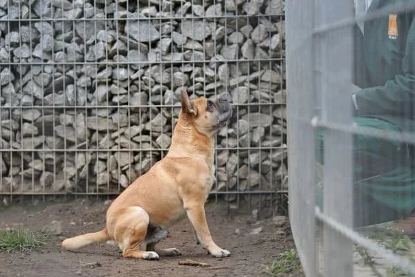 Charly, male senior English Bulldog for adoption at Tierheim Berlin Falkenberg, Berlin