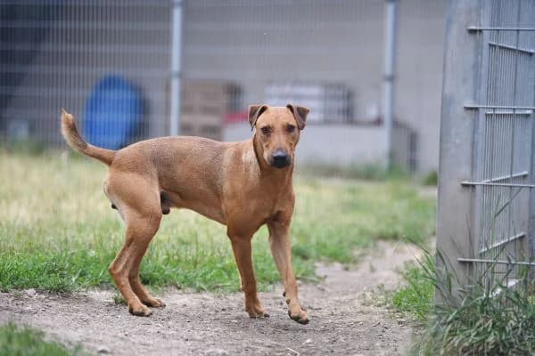 Gustav,  (Tierheim Berlin Falkenberg)