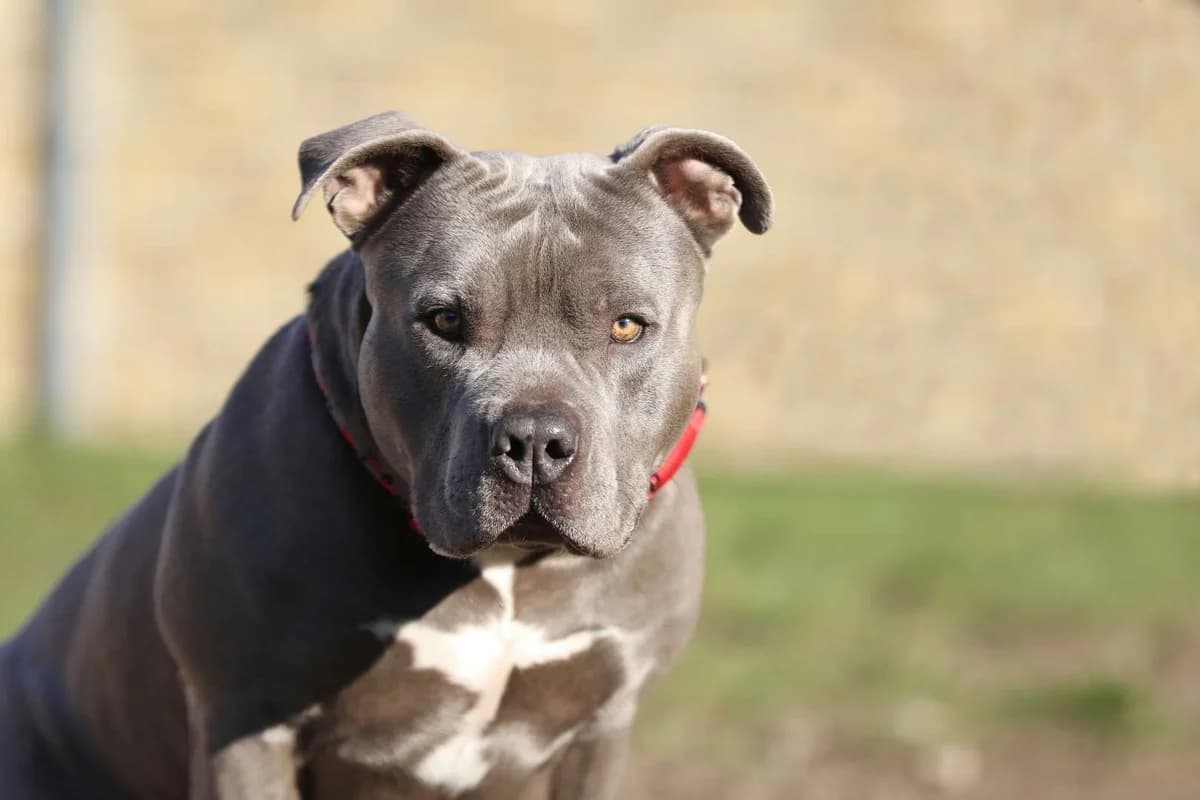 Ronny, Staffordshire Bull Terrier (Tierheim Berlin Falkenberg)