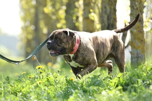 Radjah, male 7yo Bullmastiff for adoption at Tierheim Berlin Falkenberg, Berlin