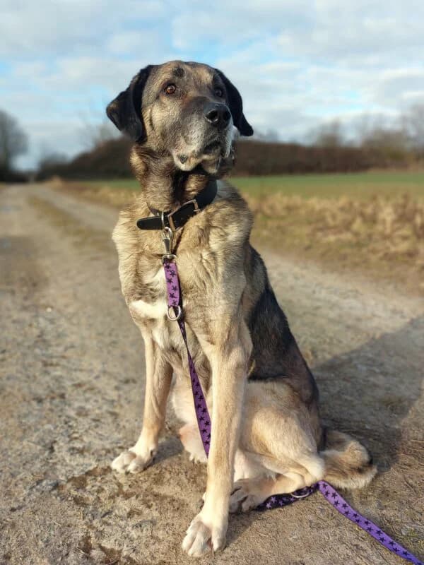 Nathan, male senior Mixed Breed for adoption at Tierheim Leipzig, Leipzig