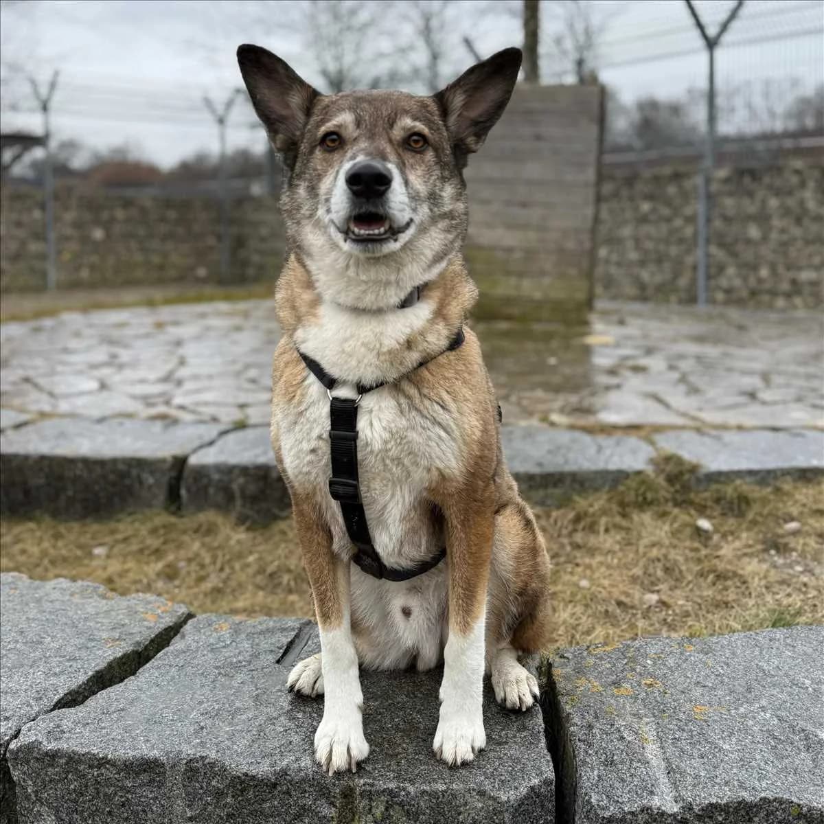 WILLY, Mixed Breed (Tierheim München)