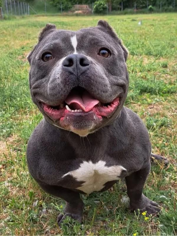 Privatvermittlung Antar, male mixed breed for adoption at Tierheim Leipzig, Leipzig