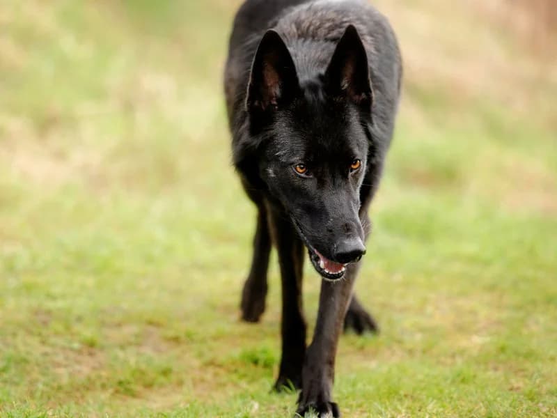 Tierheim Leipzig photo 2