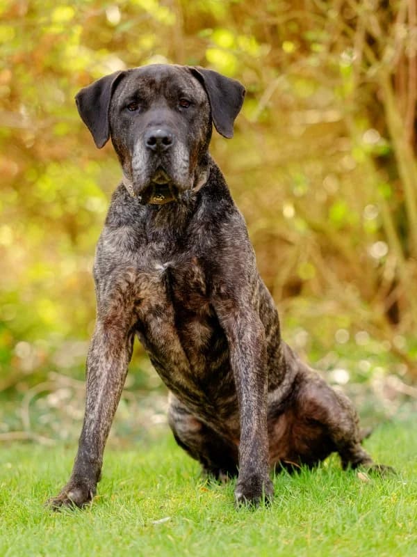 Thor, male senior Presa Canario for adoption at Tierheim Leipzig, Leipzig