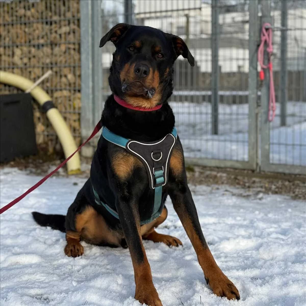 PABLO, schwarz, braun male senior Mixed Breed for adoption at Tierheim München, Munich