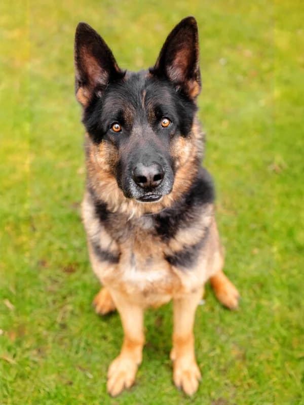 Sharek, male senior German Shepherd for adoption at Tierheim Leipzig, Leipzig