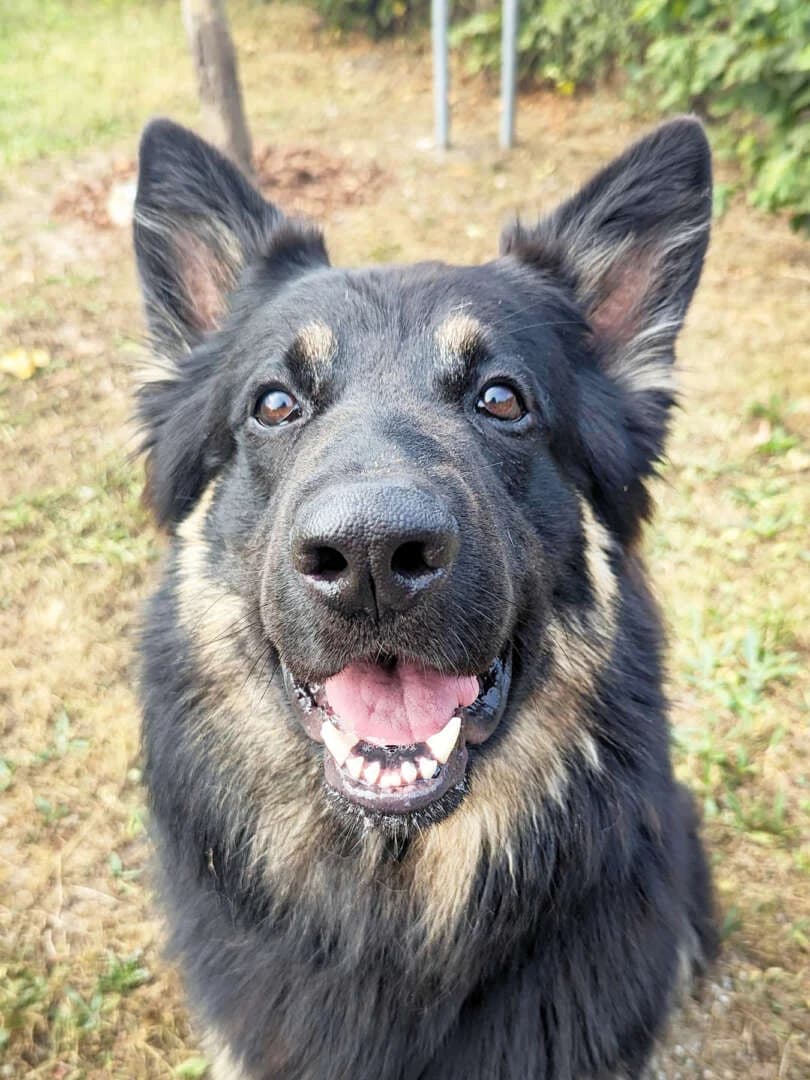 Gero, male German Shepherd for adoption at Tierheim Berlin Falkenberg, Berlin
