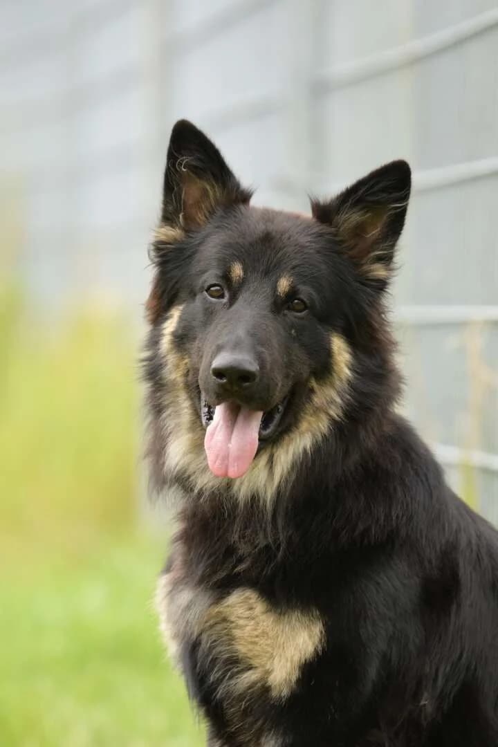 Gero, male German Shepherd for adoption at Tierheim Berlin Falkenberg, Berlin