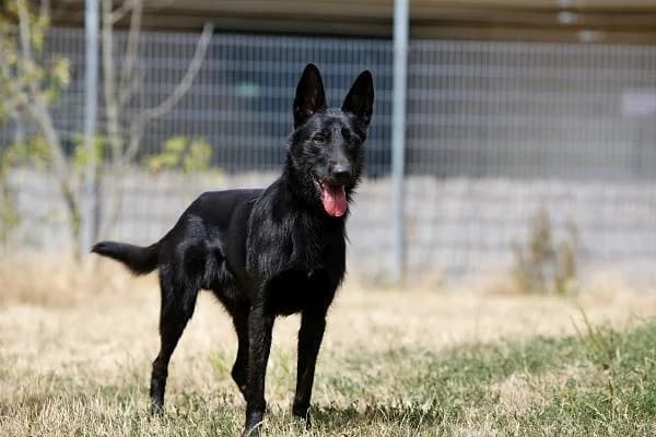 Baghira, male senior Podenco for adoption at Tierheim Berlin Falkenberg, Berlin