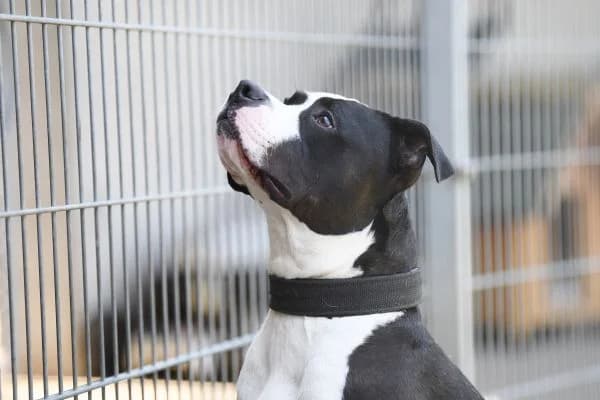 Mads, male Staffordshire Bull Terrier for adoption at Tierheim Berlin Falkenberg, Berlin