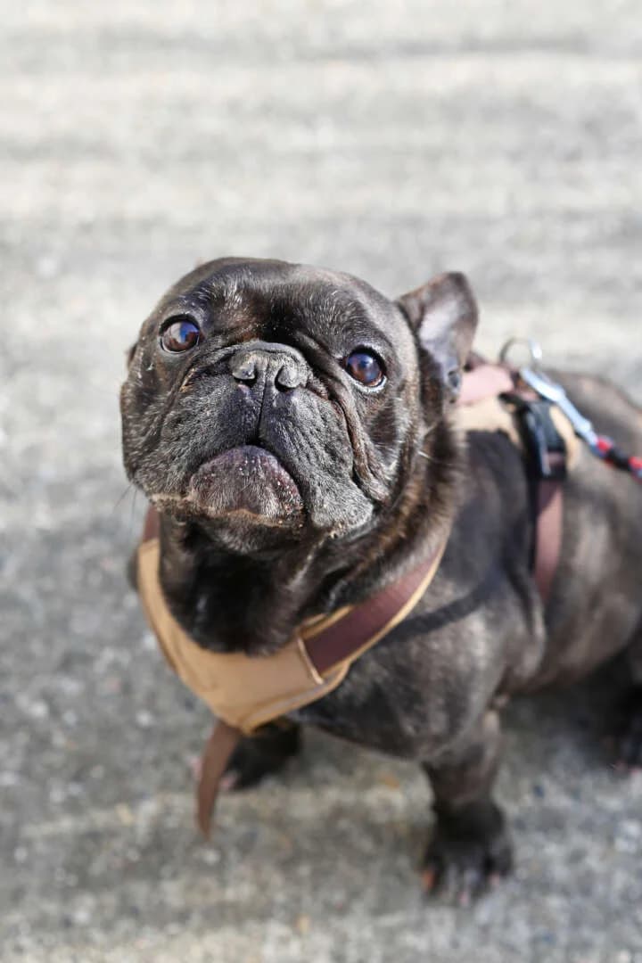 Nokart, male senior French Bulldog for adoption at Tierheim Berlin, Berlin