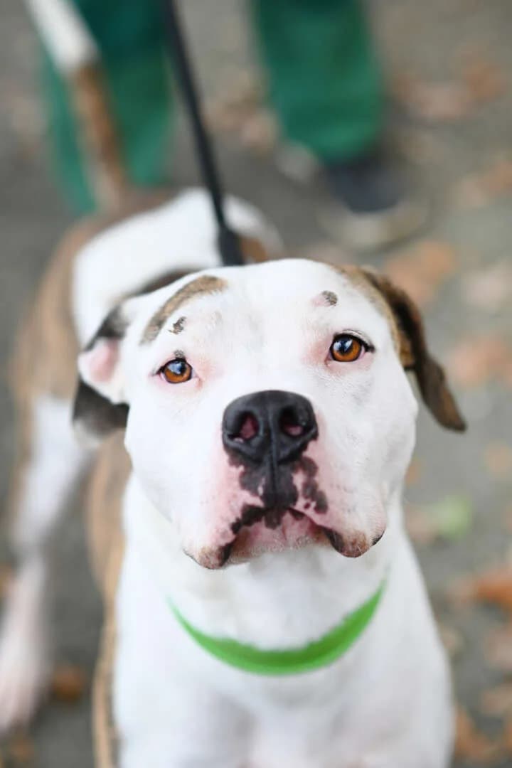 Stone, Staffordshire Bull Terrier (Tierheim Berlin Falkenberg)