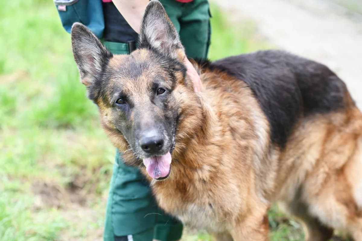 Rio, German Shepherd (Tierheim Berlin Falkenberg)