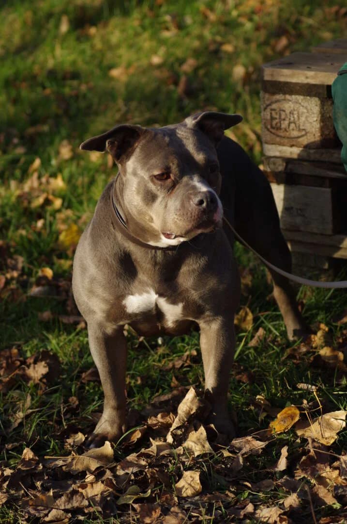 Olivia, female Staffordshire Bull Terrier for adoption at Tierheim Berlin Falkenberg, Berlin