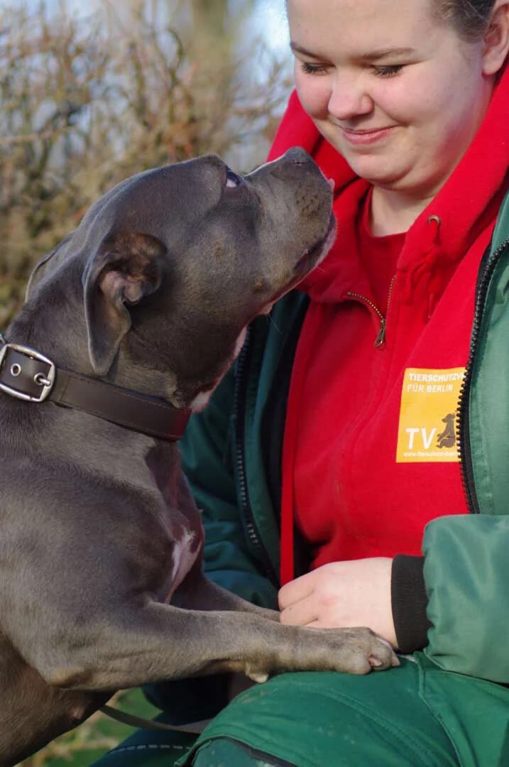Olivia, female Staffordshire Bull Terrier for adoption at Tierheim Berlin Falkenberg, Berlin