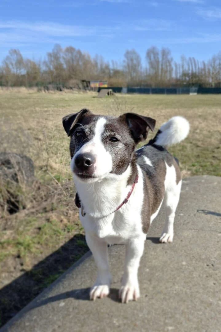 Benno, male 3yo Jack Russell Terrier for adoption at Tierheim Berlin Falkenberg, Berlin