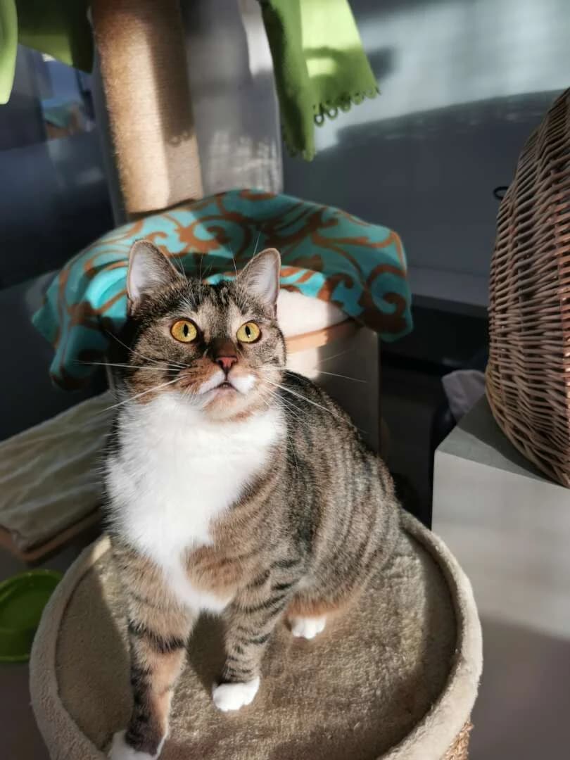 Kira, female 4yo European Shorthair for adoption at Tierheim Berlin Falkenberg, Berlin