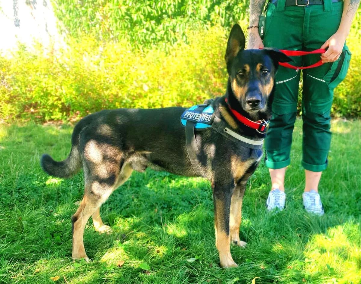 Kiko, male 4yo German Shepherd for adoption at Tierheim Berlin Falkenberg, Berlin