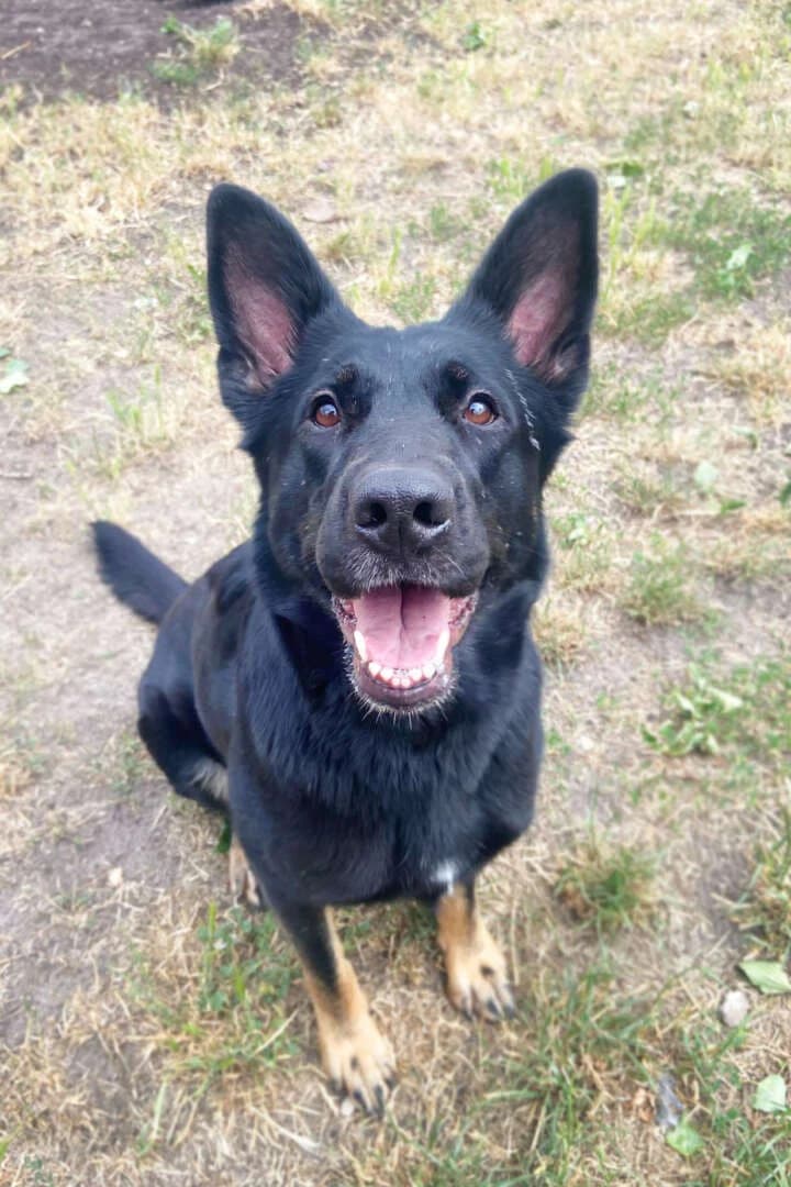 Dotty, female 4yo German Shepherd for adoption at Tierheim Berlin Falkenberg, Berlin