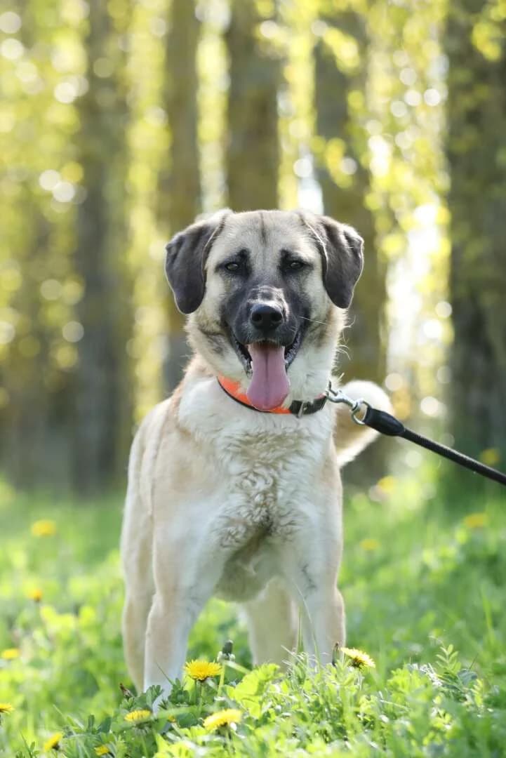 Lotte,  (Tierheim Berlin Falkenberg)