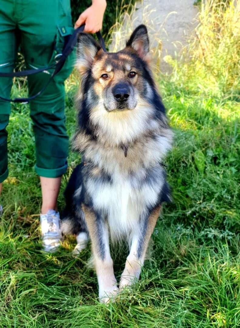 Jon Boy, male senior German Shepherd for adoption at Tierheim Berlin Falkenberg, Berlin