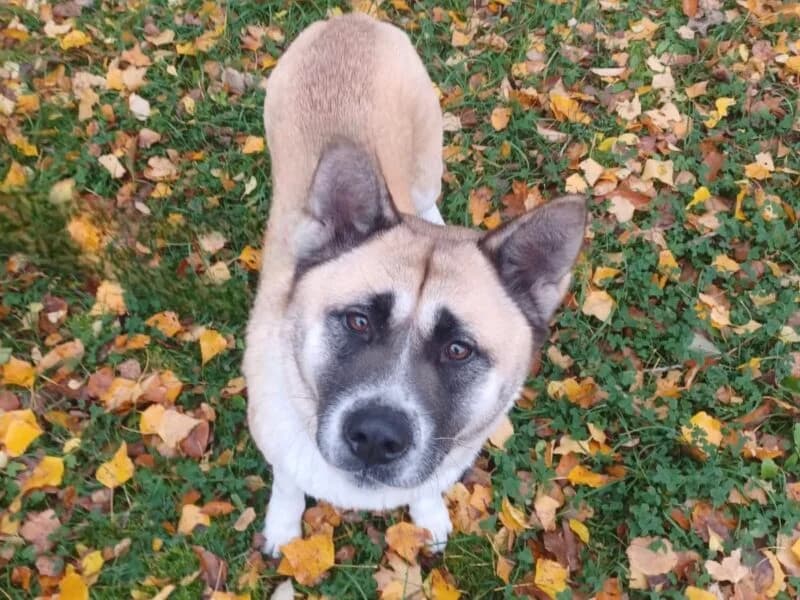 Sakura, female senior Mixed Breed for adoption at Tierheim Leipzig, Leipzig