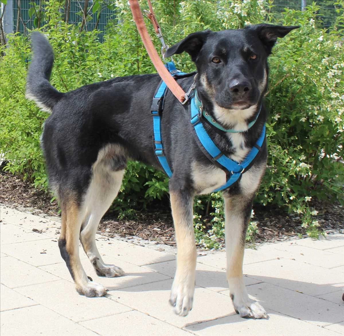 RICKY, Mixed Breed (Tierheim München)