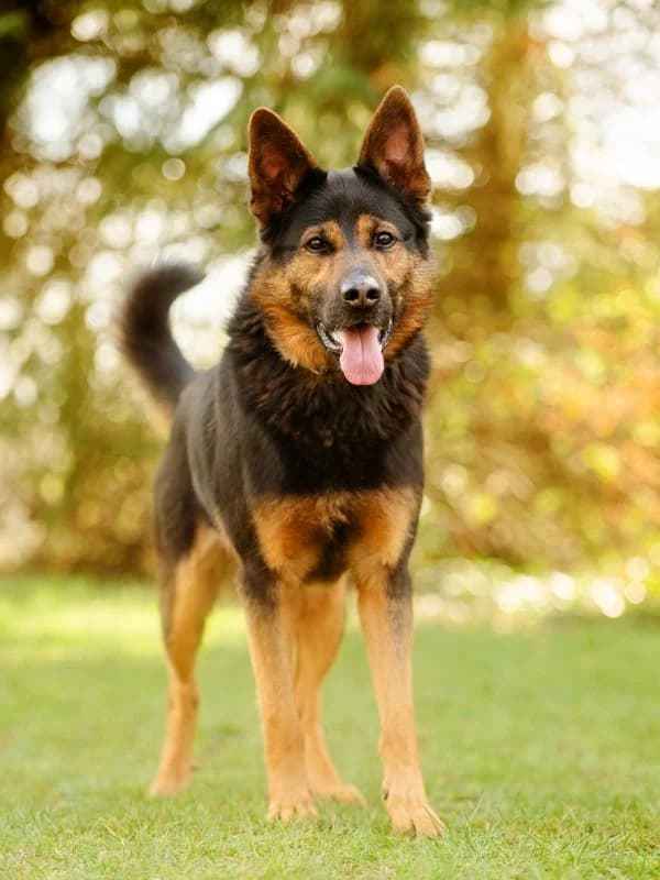 Ares, male 4yo German Shepherd for adoption at Tierheim Leipzig, Leipzig