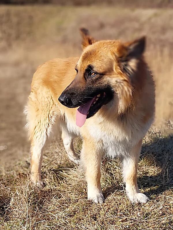 Tierheim Leipzig photo 2