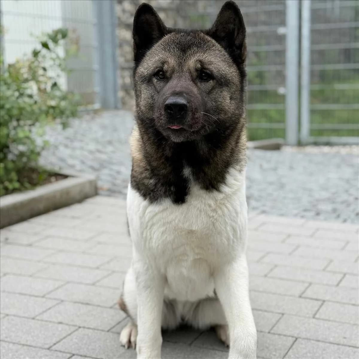 SKY, Mixed Breed (Tierheim München)