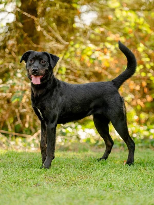 Tierheim Leipzig photo 2