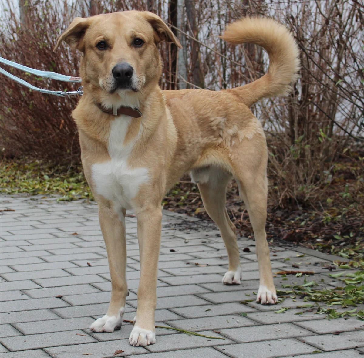 HARALD, hellbraun male 6yo Mixed Breed for adoption at Tierheim München, Munich