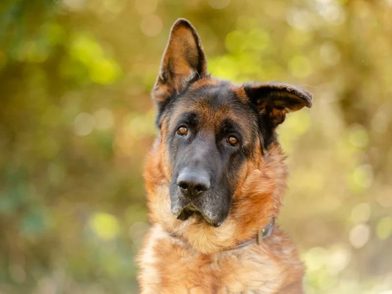 Yacko, male 5yo German Shepherd for adoption at Tierheim Leipzig, Leipzig