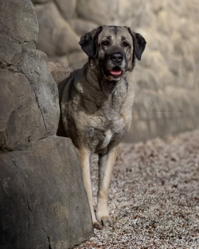 Tierheim Leipzig photo 2
