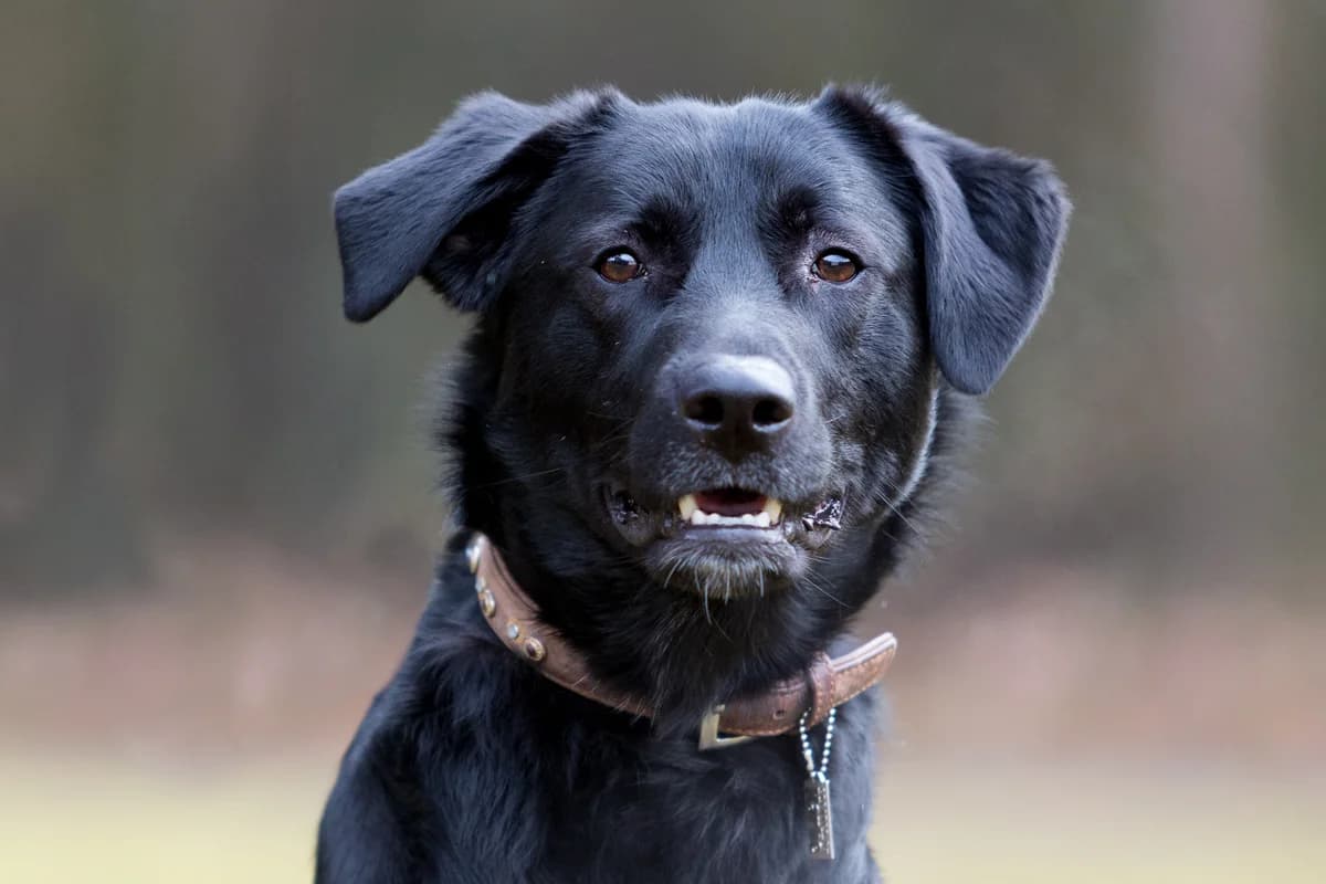 Mogli, male senior Mixed Breed for adoption at Tierheim Nürnberg, Nuremberg