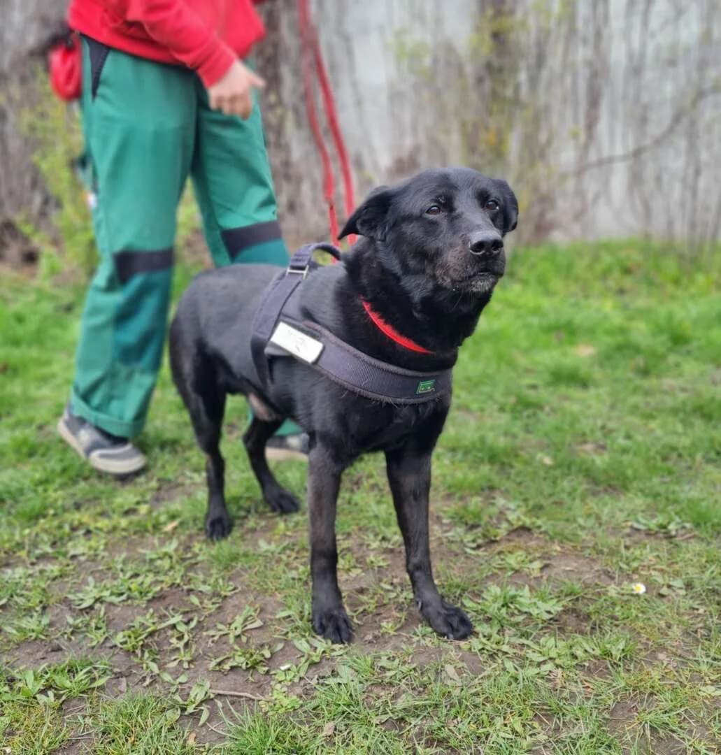 Toto, male senior Labrador Retriever for adoption at Tierheim Berlin Falkenberg, Berlin