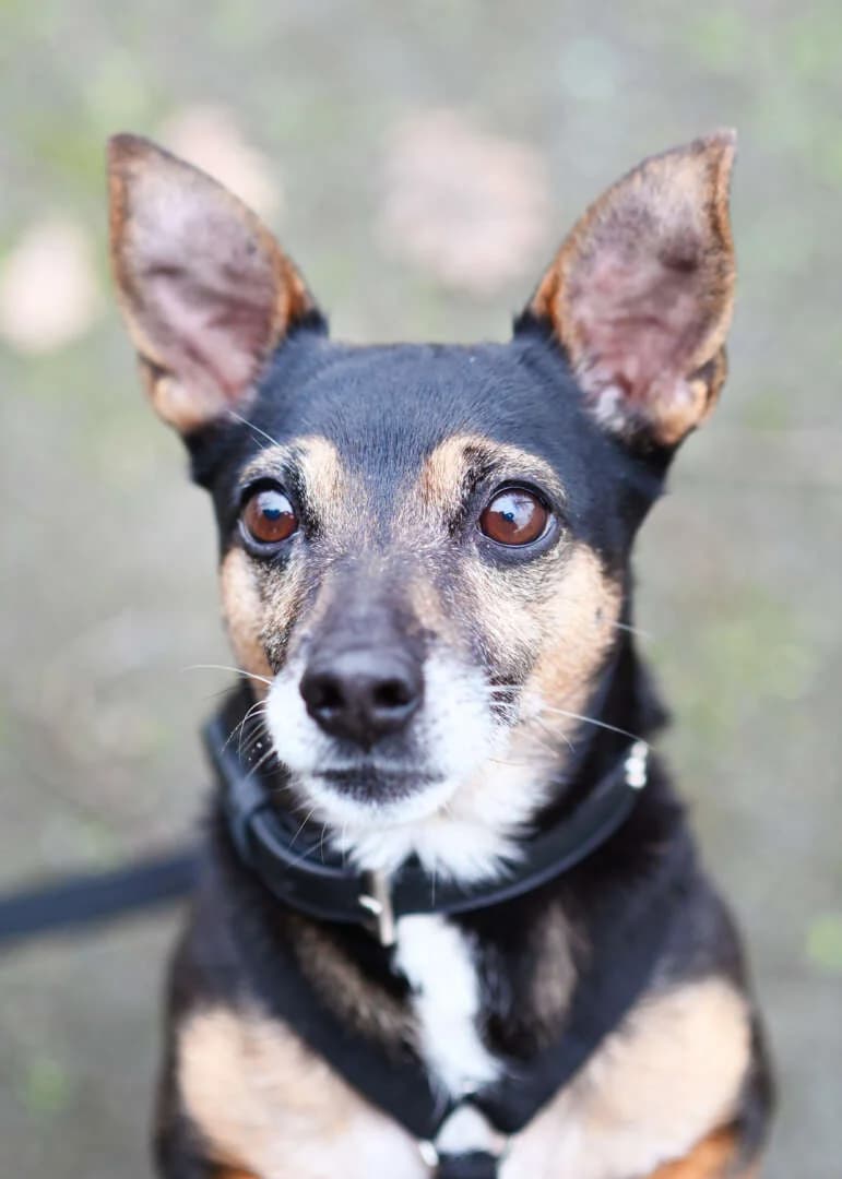 Maurice, male Dachshund for adoption at Tierheim Berlin Falkenberg, Berlin