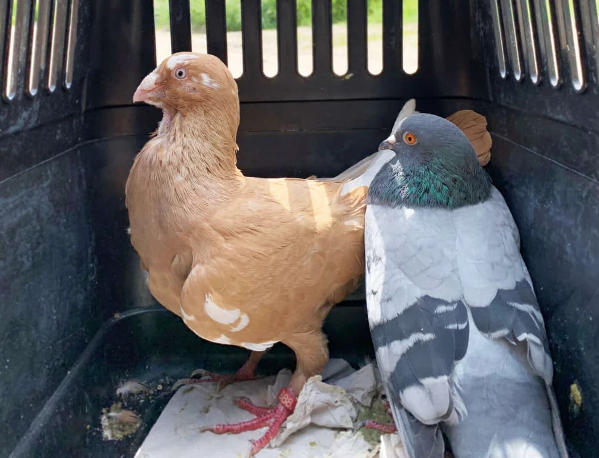 Schrippe & Sigmund, mixed breed for adoption at Tierheim Berlin Falkenberg, Berlin