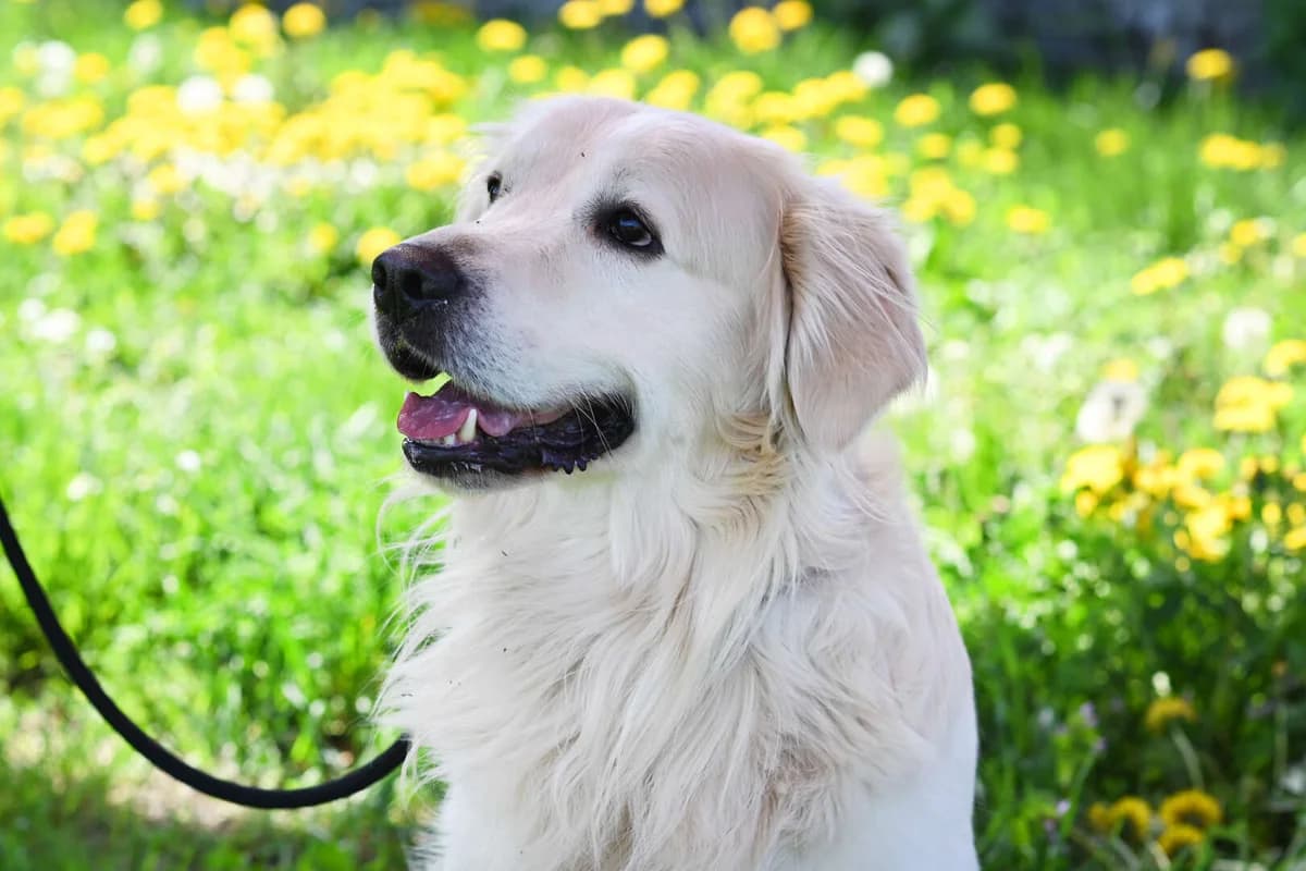 Logan, male 3yo Golden Retriever for adoption at Tierheim Berlin Falkenberg, Berlin