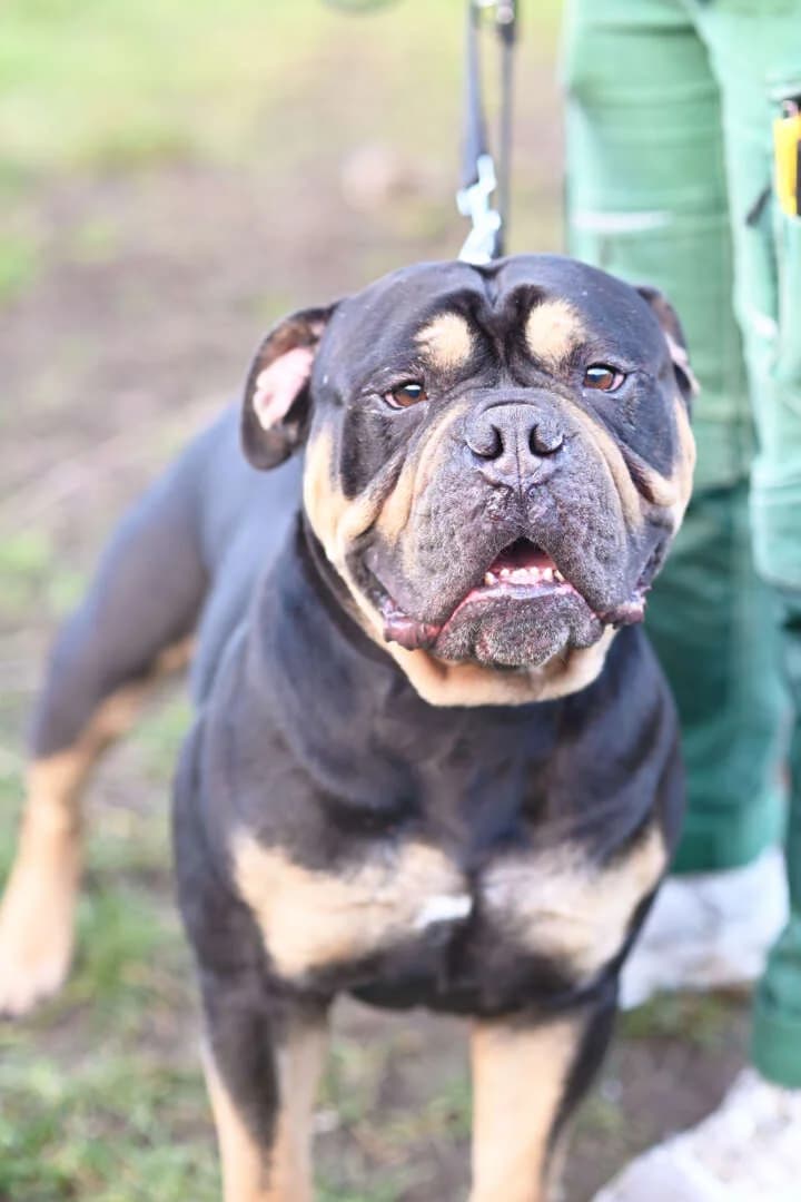 Sam, male English Bulldog for adoption at Tierheim Berlin Falkenberg, Berlin