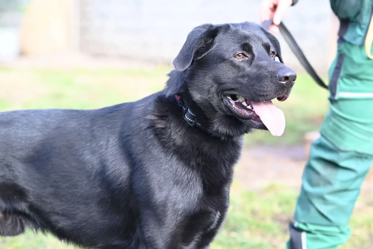 Blacky, Labrador Retriever (Tierheim Berlin Falkenberg)